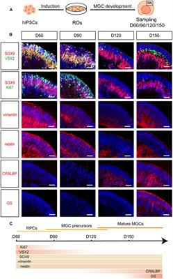 Spatial and Temporal Development of <mark class="highlighted">Müller Glial Cells</mark> in hiPSC-Derived Retinal Organoids Facilitates the Cell Enrichment and Transcriptome Analysis